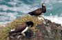Trinidad2005 - 164 * Brown Booby.